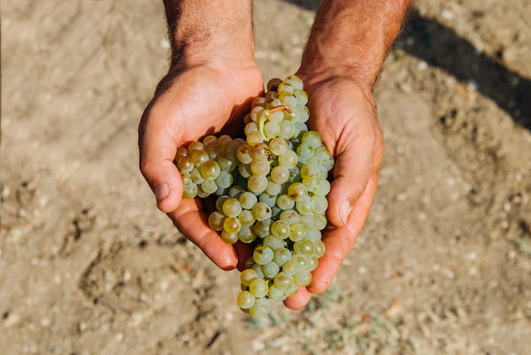Sommerwein-Degustation, Frühjahr 2025, Termin folgt